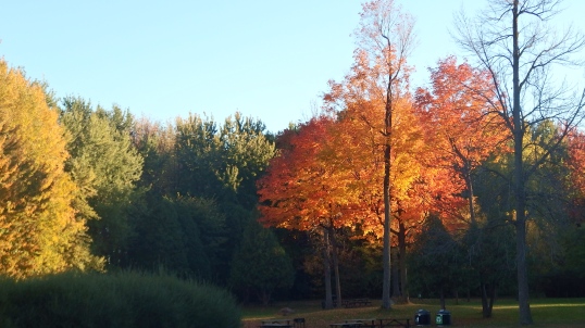 autumn maple leaves at angrignon 